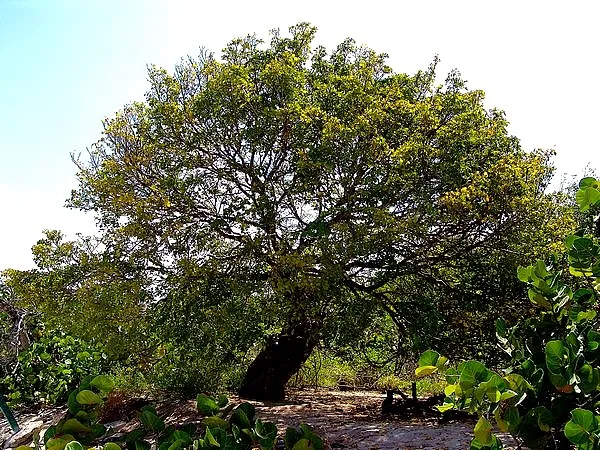 Le gaïac, bois de vie : l’histoire de Cœur de Gaïac